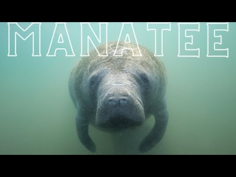 Mapa distribuicao Trichechus.png