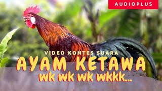 Download lagu Rooster Crowing Funny & Laughing Collection | Funny Rooster Sound mp3 Download lagu Rooster Crowing Funny & Laughing Collection | Funny Rooster Sound mp3