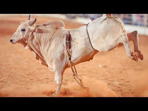 FINAL EM TOUROS - Rodeio de OURO VERDE 2026 (Oficial 4K)