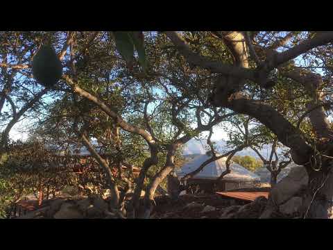 Rethinking Early Buddhist Meditation Talk 1 | Sense of Direction