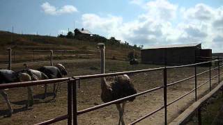 preview picture of video 'Ostriches in the farm near Kerch'