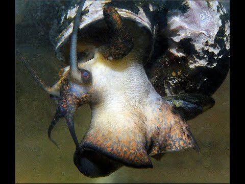 Pomacea diffusa Spiketop Apple Snail