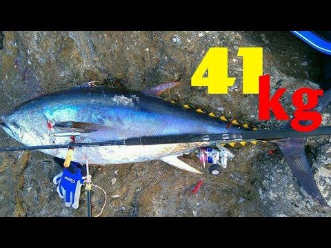 *SHORE JIGGING TUNA 41kg!(THE UNEXPECTED GIANT)