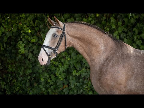 **SOLD** Top Quality Lusitano – 4YO dressage prospect (REF#535)