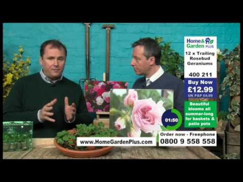 Andy Hodgson sells 12 rosebud geraniums on Home & Garden Plus
