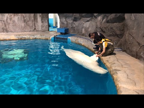 2018/05/12 ベルーガのトレーニング【ホドイ編】@名古屋港水族館
