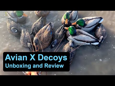 Avian-X Duck Decoys: Topflight Mallards and Blue winged Teal