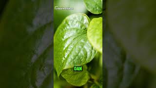 Download lagu 3 Tanaman Penangkal SANTET !! mp3