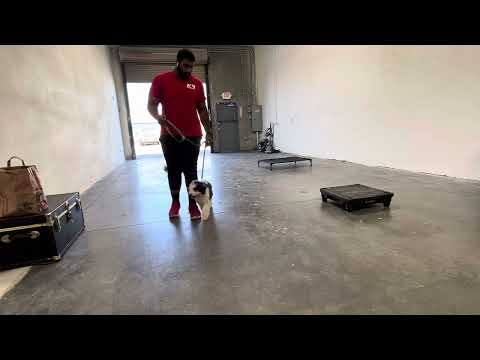 CactusK9Training video.