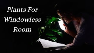 My Top 7 💡 Low Light Plants For Windowless Room & How To Grow Them