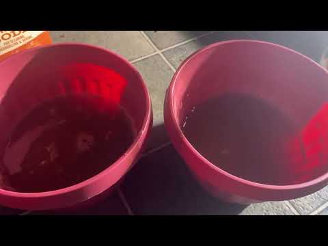 DIY Soil Ph Test: Easy and Fun