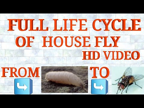 イエバエの卵からイエバエまでの全ライフサイクル 完全なビデオは必見です