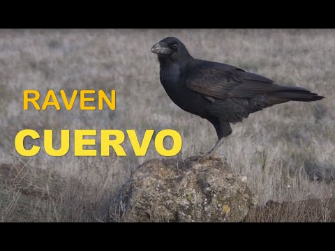 CUERVO | RAVEN | Corvus corax