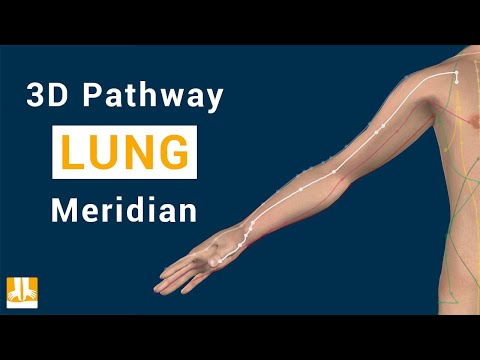 Der Lungenmeridian - 3D-Verlauf von Punkt zu Punkt