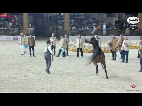 N 449 NAIF AL ZAEEM   Katara Int  Arabian Horse Festival 2022   Stallions 7 10 Years Old Class 11