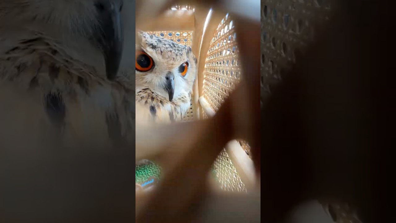 フクロウのオフ会ほっほー / Owl's Meeting #owl #owlgaru #フクロウ #フクロウのガルー #オフ会 #またみんなで会いたい