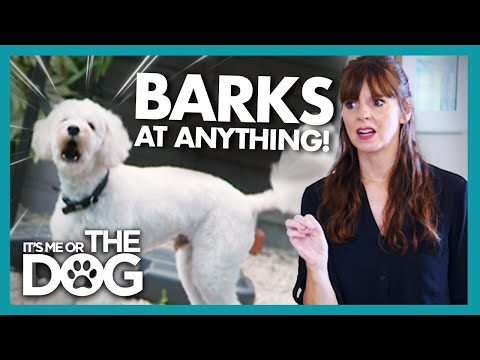 Sound Sensitive Dog BARKS at the Slightest Noise | It's Me or The Dog