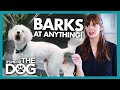 Sound Sensitive Dog BARKS At The Slightest Noise It S Me Or The Dog