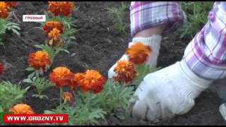Грозный расцветает с каждым днем