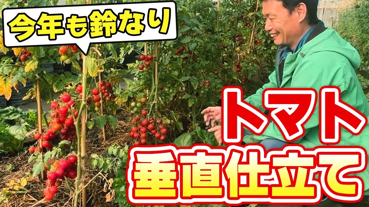 自然栽培のトマト垂直仕立てと果樹の多収穫!今橋さんの栽培技術と種取りの手順
