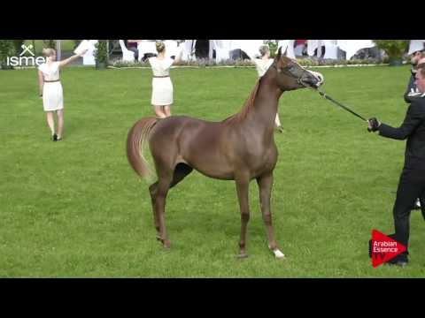 N.17 FORELOCKS YINX - Ströhen 2017 C-Show - Yearling Fillies (Class 3B)