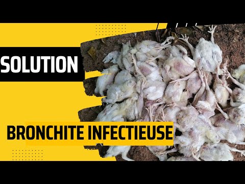 , title : 'Comment Prevenir La Bronchite Indectieuse de Poule'
