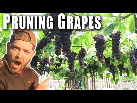 EASY INSTRUCTIONS ON HOW TO PRUNE GRAPES VINES - Why does my grapevine not produce grapes?