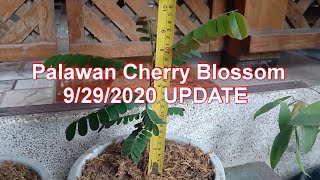 Palawan Cherry Blossom Update 9/29/20