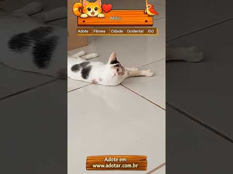 Vídeo de Mika 