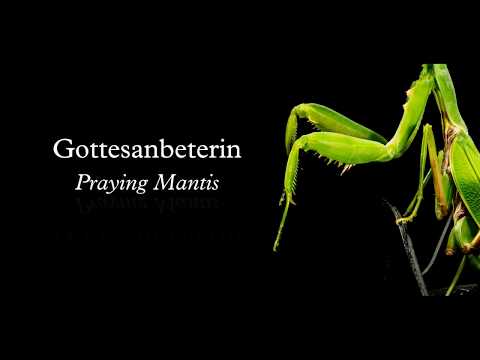 4 vierhändige Insekten (4 Four hands Insects) - III - Gottesanbeterin (Praying Mantis)