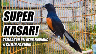 Download lagu MURAI BATU GACOR FULL TEMBAKAN KASAR PELATUK BAWANG & CILILIN PANJANG - SUARA MASTERAN DAN PANCINGAN mp3