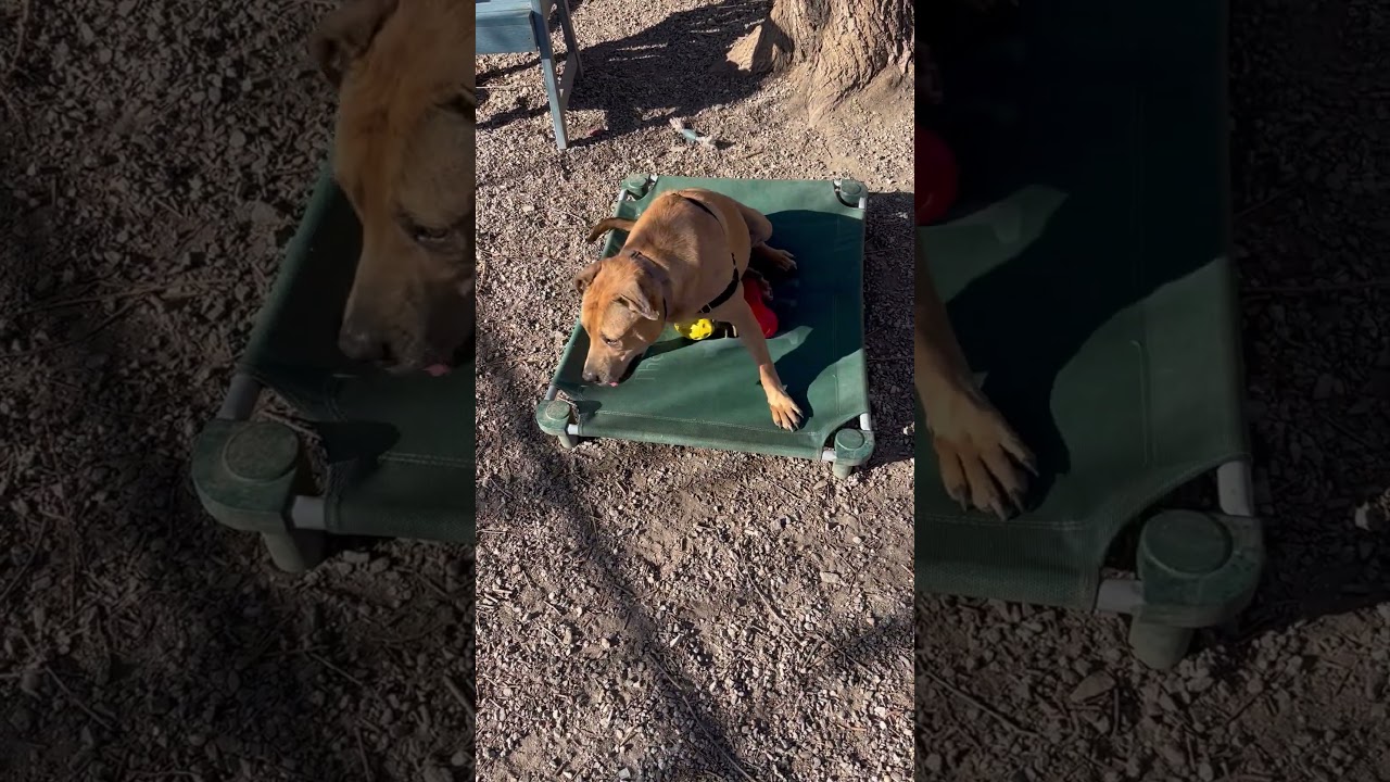 Enlarge Candy, a Adoptable mixed breed in Elmsford, NY video 6/6