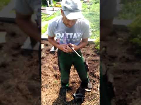 Dr. Maus der Schlangenmann