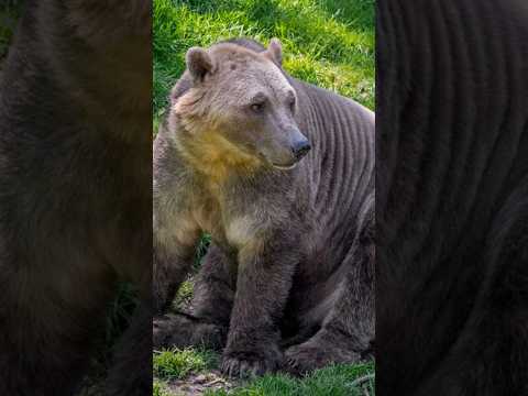 NIESAMOWITE HYBRYDY ZWIERZĄT! 🐻 #shorts