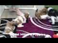 Shih Tzu dogs for sale: Salem - Video 1
