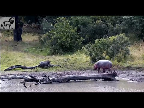 Djuma: Young Hippo called Duncan Ends Warthog Mud Spa April 12th 2025
