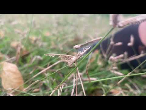 sheep cult and after hours talking