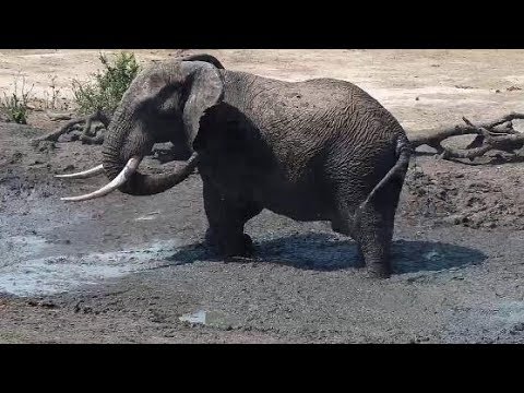 Djuma: Lone Elephant bull at the pan - 13:48 - 10/27/19
