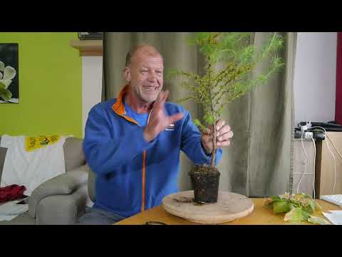 Die alte Linde und die neue japanische Lärche