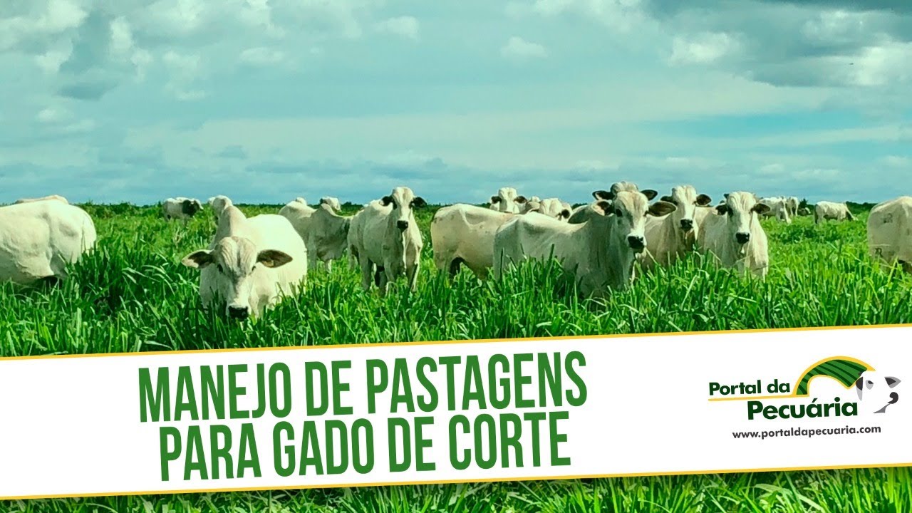Manejo de pastagem para gado de corte