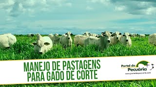 Manejo de pastagem para gado de corte