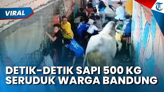 Kepala Bocor hingga Patah Tulang! Sapi Kurban 500 Kilogram Mengamuk Seruduk Anak-anak di Bandung
