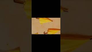 Download lagu IU - BBIBBI SHORT EDIT OF  MUSIC VIDEO #IU #BBIBBI #SHORTS mp3 Download lagu IU - BBIBBI SHORT EDIT OF  MUSIC VIDEO #IU #BBIBBI #SHORTS mp3