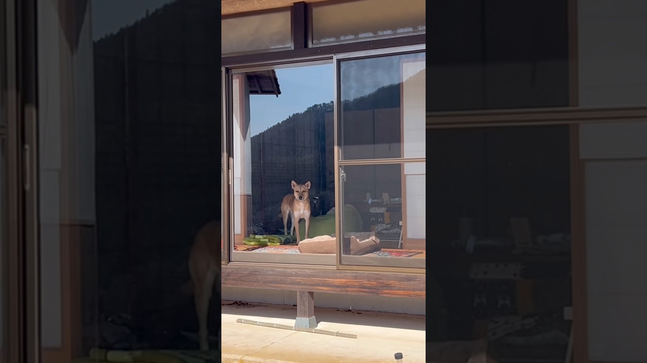 保護犬と暮らす田舎で、荒れ放題の竹藪を整備してみた #保護犬 #平屋 #田舎暮らし