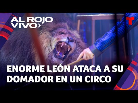 Enorme león ataca a su domador en pleno espectáculo circense de Sochi en Rusia