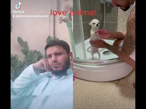 love animal love dogs & cat