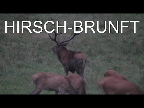 Hirsch tot! - Hirschjagd zum Brunftbeginn