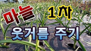 [텃밭농부.847]  마늘밭에 1차 웃거름 주는방법 #마늘재배