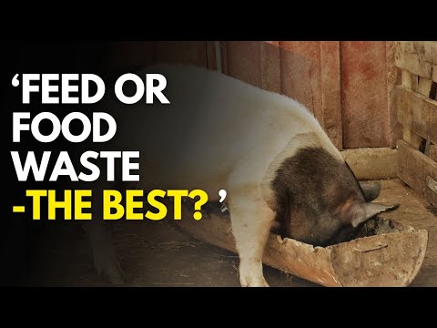 The best pig booster to fatten your pig Fast