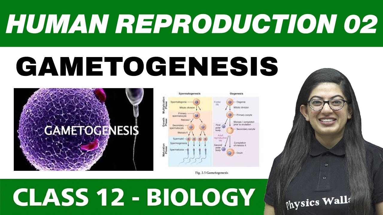 Human Reproduction 02 | Gametogenesis | Class 12 NCERT